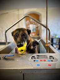Photo n°15 de Soleil Vert- hydro canine et ostéopathie à Villiers-au-Bouin ()