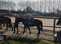 HARAS DU MÉLANTOIS | Centre Equestre / poney club Lille Sainghin-en-Mélantois