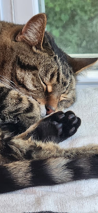 Pawfessional Pet Care - Photo 1 - Car repair in Charlotte Hall, MD, Waldorf