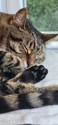 Pawfessional Pet Care - Car repair in Charlotte Hall, MD, Waldorf - Rated 4.3/5