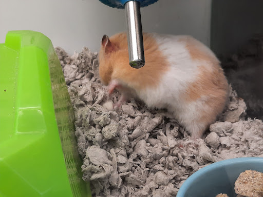 Pet Supply Store «Petco Animal Supplies», reviews and photos, 753 53rd Ave NE, Fridley, MN 55421, USA