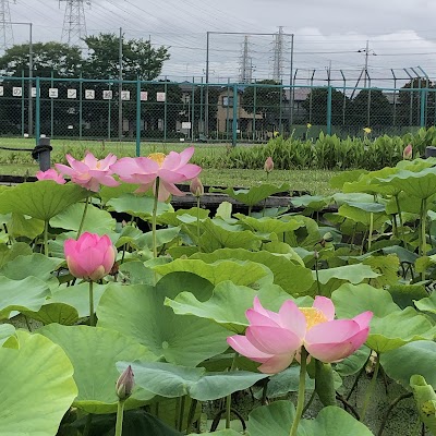 千葉市 しらさぎ公園
