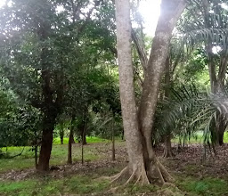 UI Botanical Garden photo