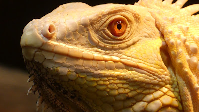 Padiparc - Parc zoologique à Padirac