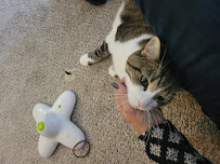 Benicia Pet Services - Photo 8 - Car repair in , Concord