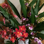 Photo n° 3 de l'avis de Frederique.U fait le 31/10/2018 à 18:42 pour Boffo Frères Horticulture à Saint-Jory