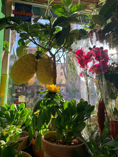 El Testarro Huerta Madrid