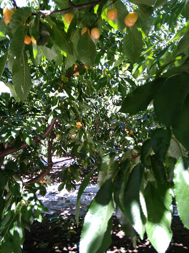 Produce Market «Washington Fruit Place At Barrett Orchards», reviews and photos, 1209 Pecks Canyon Rd, Yakima, WA 98908, USA