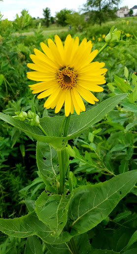 Nature Preserve «Hoover Forest Preserve», reviews and photos, 11285 W Fox Rd, Yorkville, IL 60560, USA