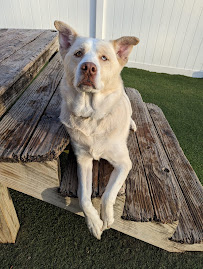 K9 Karma LLC - Photo 3 - Car repair in , St. Louis