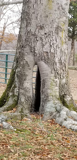 Horseback Riding Service «Long C Trails», reviews and photos, 8959 Hanes Rd, Westmoreland, TN 37186, USA