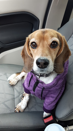 Pet Supply Store «Lucky Dog Barkery», reviews and photos, 8320 Preston Center Plaza, Dallas, TX 75225, USA