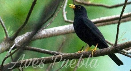 Aves Puebla