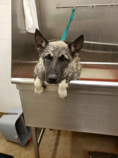 Pet Supply Store «Petco», reviews and photos, 35 Pleasant St, South Weymouth, MA 02190, USA