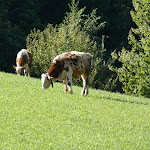 Photo n°37 de l'avis de Pasquale.u fait le 10/10/2021 à 19:53 sur le  Gasthaus Noafer à Jenesien