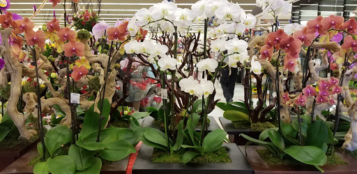 Albertsons image