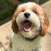 Newman's Dog Training - Photo 4 - Car repair in , Fayetteville