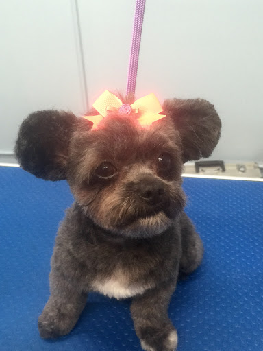 Pet Store «Doggy Dog World Inc», reviews and photos, 2552 Coney Island Ave, Brooklyn, NY 11223, USA