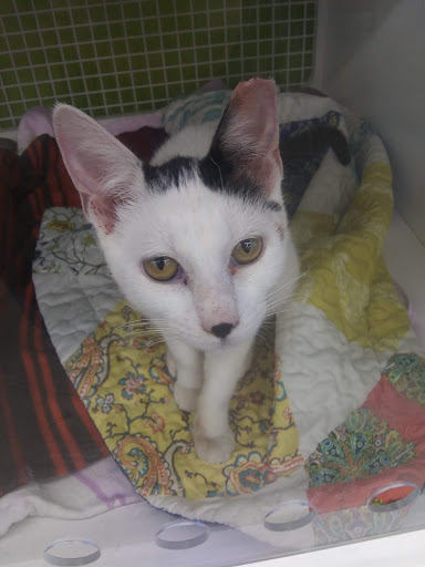 Pet Supply Store «Petco Animal Supplies», reviews and photos, 6720 Fox Centre Pkwy, Gloucester Courthouse, VA 23061, USA