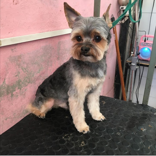 Opiniones de peluquería canina en Puente Alto - Peluquería