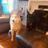 The Natural Dog Pet Food Market - Photo 5 - Car repair in High Point, NC, Greensboro