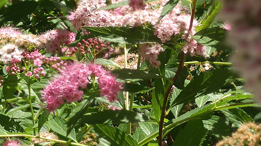 Nature Preserve «Iowa Raptor Center», reviews and photos, 2095 Mehaffey Bridge Rd NE, Solon, IA 52333, USA