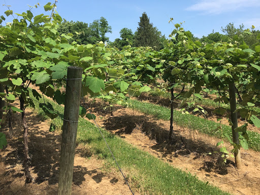 Winery «Nissley Vineyards», reviews and photos, 140 Vintage Dr, Bainbridge, PA 17502, USA
