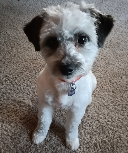 PAWS-itive Pet Grooming