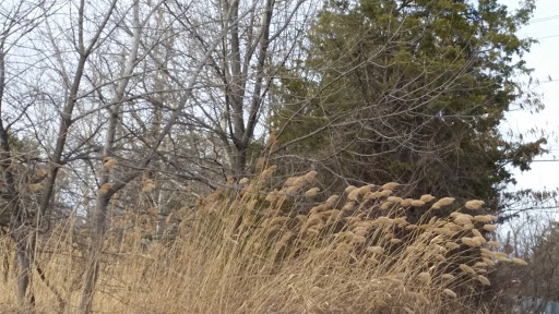 Auto Body Shop «Lindsay Collision Center», reviews and photos, 5555 Industrial Dr, Springfield, VA 22151, USA