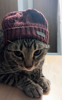 Chuck & Don's Pet Food & Supplies - Photo 3 - Car repair in Roseville, MN, Minneapolis