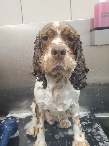 Pet Supply Store «Pet Supplies Plus», reviews and photos, 494 Westgate Dr, Brockton, MA 02301, USA