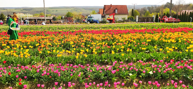 Nyitvatartás: TulipGarden Balaton