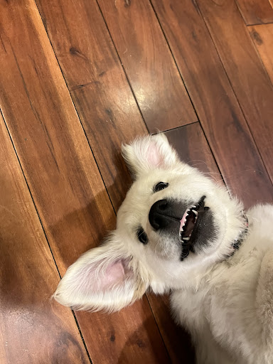 Pet Supply Store «PetSmart», reviews and photos, 7029 SW Nyberg St, Tualatin, OR 97062, USA