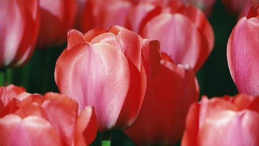 Florist «Shakopee Florist», reviews and photos, 409 1st Ave E, Shakopee, MN 55379, USA