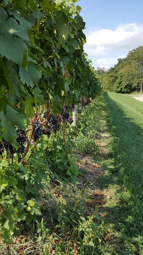 Winery «Dablon Vineyards & Winery», reviews and photos, 111 W Shawnee Rd, Baroda, MI 49101, USA