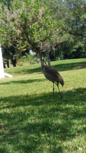 Golf Club «Village Golf Club», reviews and photos, 122 Country Club Dr, Royal Palm Beach, FL 33411, USA