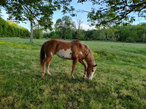 Tourist Attraction «Cactus Creek», reviews and photos, 1956 Yellow Creek Rd, Dickson, TN 37055, USA
