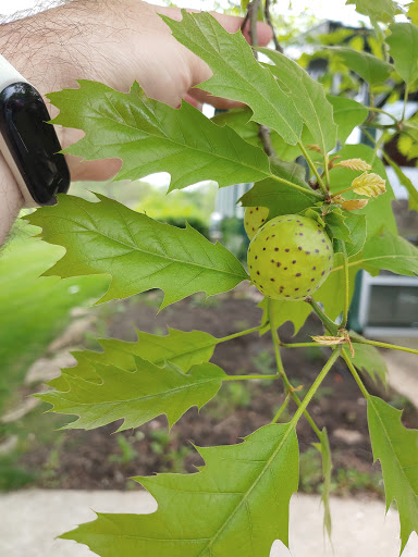 Produce Market «Broccoli Bills», reviews and photos, 15009 Gray Rd, Noblesville, IN 46062, USA