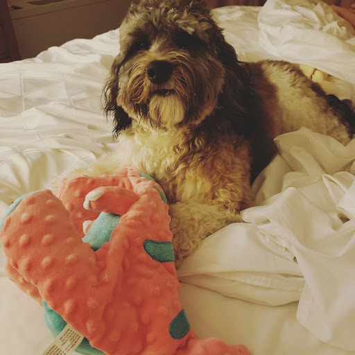 Pet Supply Store «PetSmart», reviews and photos, 482 Stillwater Ave Ste 2A, Bangor, ME 04401, USA