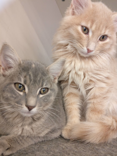 Pet Supply Store «Petco Animal Supplies», reviews and photos, 3264 Buford Dr NE #110, Buford, GA 30519, USA