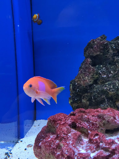 Tropical Fish Store «Exotic Aquatics», reviews and photos, 2929 Custer Rd #317, Plano, TX 75075, USA