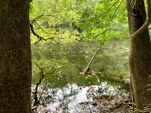 National Park «Congaree National Park», reviews and photos