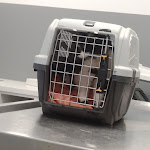 Photo n° 1 de l'avis de Quento. fait le 19/06/2021 à 10:46 pour Vetmedica à Ingwiller