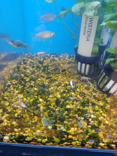 Pet Supply Store «Petco Animal Supplies», reviews and photos, 2435 N Hwy 67, Florissant, MO 63033, USA