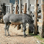 Photo n° 4 de l'avis de Colette.o fait le 13/05/2023 à 09:41 pour ZooParc de Beauval Entrée Nord à Saint-Aignan