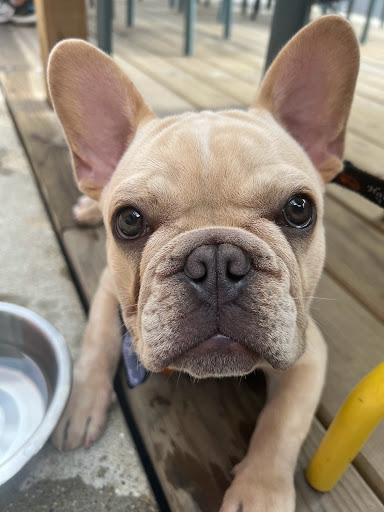 Brewery «Begyle Brewing Company», reviews and photos, 1800 W Cuyler Ave, Chicago, IL 60613, USA