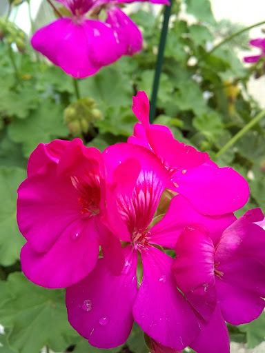 Park «Rouge Park», reviews and photos, Joy Rd, Detroit, MI 48228, USA