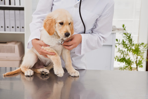 Arlington Animal Hospital image
