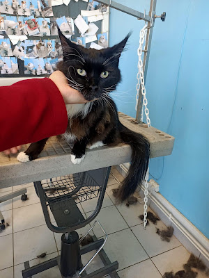 Chat D'Coiff à Maubeuge