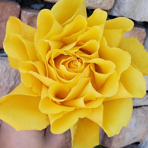 Florist «Cottonwood Florist», reviews and photos, 4681 W 20th St, Greeley, CO 80634, USA